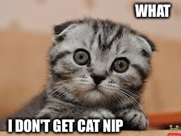 Whaa cat | WHAT; I DON'T GET CAT NIP | image tagged in whaa cat | made w/ Imgflip meme maker