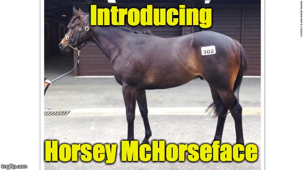 For real.  New Zeland 2 year old racehorse now has this name. | Introducing; Horsey McHorseface | image tagged in horse,boaty mcboatface,horsey mchorseface | made w/ Imgflip meme maker