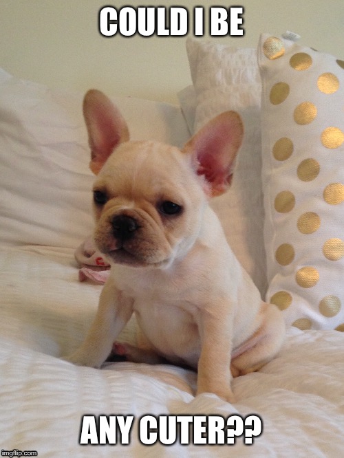 Cute frenchie puppy | COULD I BE; ANY CUTER?? | image tagged in french bulldog,puppy | made w/ Imgflip meme maker