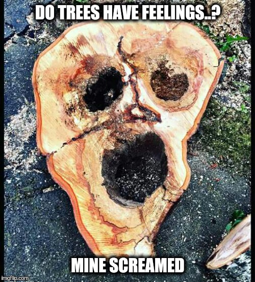Red Alder with rot. | DO TREES HAVE FEELINGS..? MINE SCREAMED | image tagged in tree,artistic,the scream | made w/ Imgflip meme maker