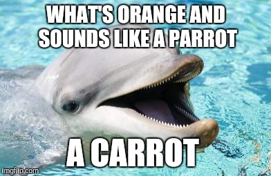 Dumb Joke Dolphin | WHAT'S ORANGE AND SOUNDS LIKE A PARROT; A CARROT | image tagged in dumb joke dolphin | made w/ Imgflip meme maker