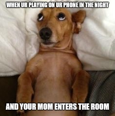 Dog In Bed | WHEN UR PLAYING ON UR PHONE IN THE NIGHT; AND YOUR MOM ENTERS THE ROOM | image tagged in dog in bed | made w/ Imgflip meme maker