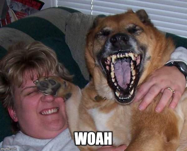laughing dog | WOAH | image tagged in laughing dog | made w/ Imgflip meme maker