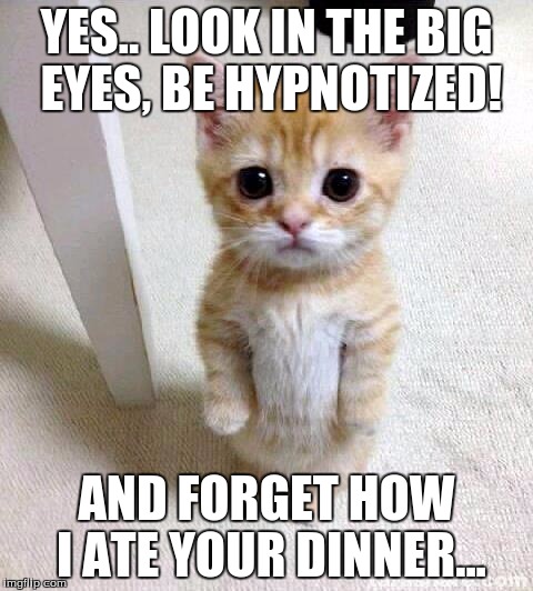 Cute Cat Meme | YES.. LOOK IN THE BIG EYES, BE HYPNOTIZED! AND FORGET HOW I ATE YOUR DINNER... | image tagged in memes,cute cat | made w/ Imgflip meme maker