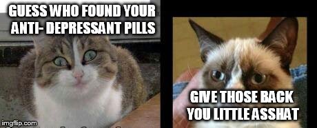 grumpy cat and high cat |  GUESS WHO FOUND YOUR ANTI- DEPRESSANT PILLS; GIVE THOSE BACK YOU LITTLE ASSHAT | image tagged in grumpy cat and high cat | made w/ Imgflip meme maker