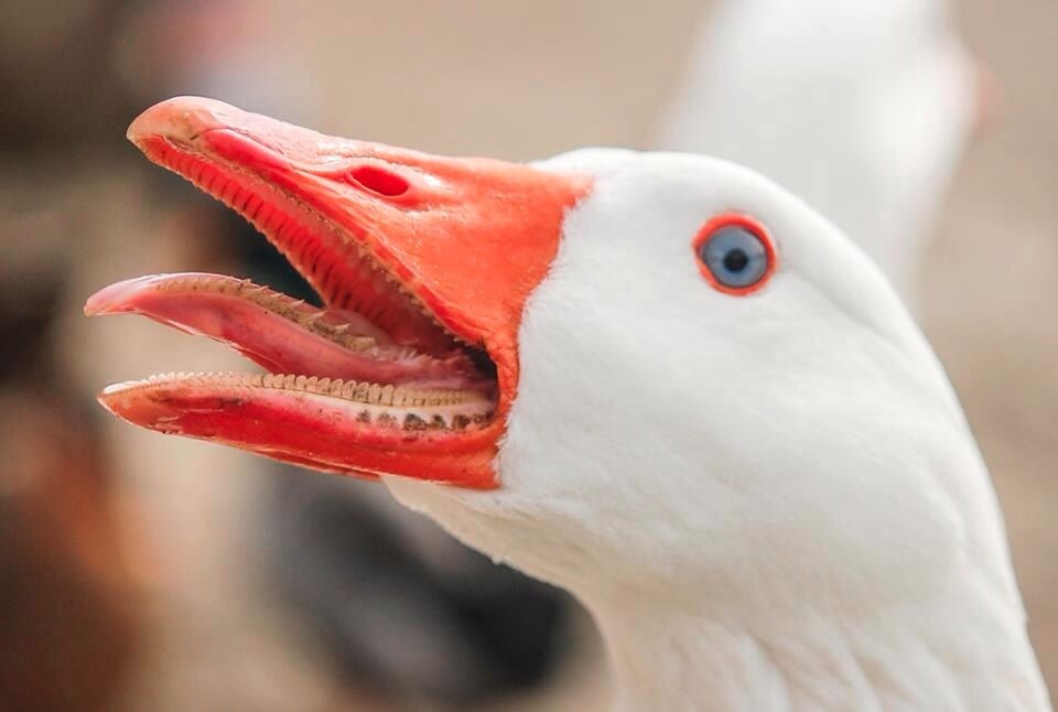 Screaming Goose Blank Meme Template