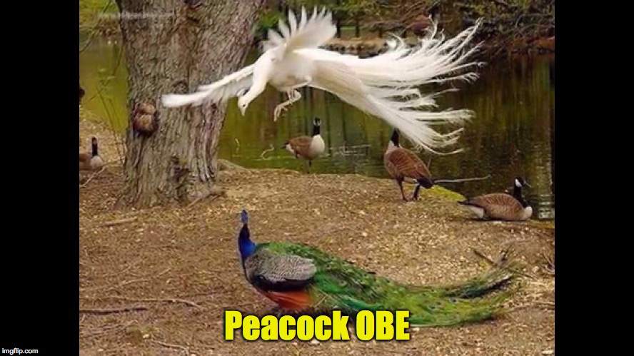 peacock Memes & GIFs - Imgflip