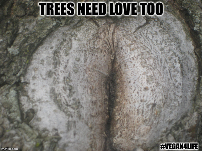 Trees need love | TREES NEED LOVE TOO; #VEGAN4LIFE | image tagged in love,still a better love story than twilight,lol,funny memes,vegan,memes | made w/ Imgflip meme maker