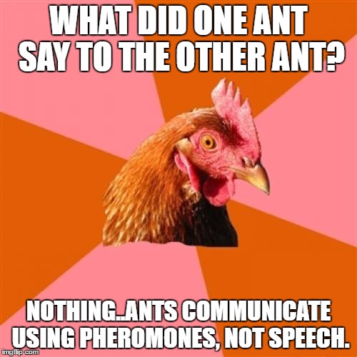 Anti Joke Chicken Meme | WHAT DID ONE ANT SAY TO THE OTHER ANT? NOTHING..ANTS COMMUNICATE USING PHEROMONES, NOT SPEECH. | image tagged in memes,anti joke chicken | made w/ Imgflip meme maker