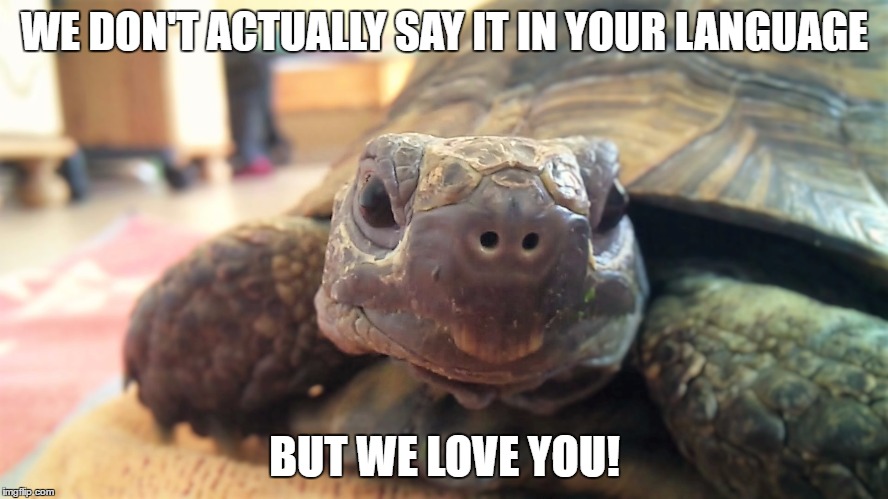 Tort LOVE | WE DON'T ACTUALLY SAY IT IN YOUR LANGUAGE; BUT WE LOVE YOU! | image tagged in animal meme | made w/ Imgflip meme maker