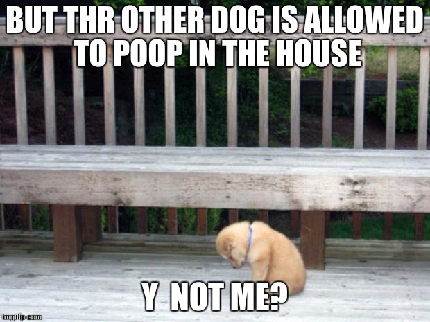 Sad Puppy | BUT THR OTHER DOG IS ALLOWED TO POOP IN THE HOUSE; Y  NOT ME? | image tagged in sad puppy | made w/ Imgflip meme maker