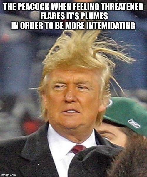 Donald Trumph hair | THE PEACOCK WHEN FEELING THREATENED FLARES IT'S PLUMES IN ORDER TO BE MORE INTEMIDATING | image tagged in donald trumph hair | made w/ Imgflip meme maker