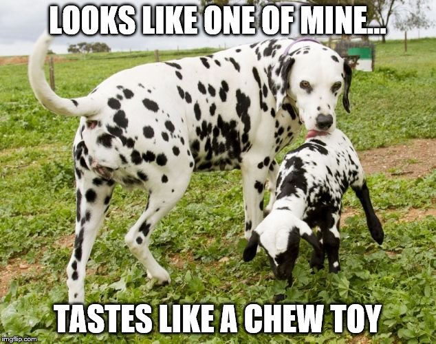 Substitute | LOOKS LIKE ONE OF MINE... TASTES LIKE A CHEW TOY | image tagged in goat,kid,dalmation,substitute,easter | made w/ Imgflip meme maker