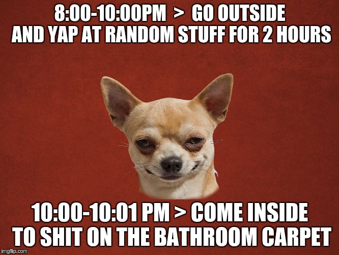8:00-10:00PM  >  GO OUTSIDE AND YAP AT RANDOM STUFF FOR 2 HOURS; 10:00-10:01 PM > COME INSIDE TO SHIT ON THE BATHROOM CARPET | image tagged in sly_dog,AdviceAnimals | made w/ Imgflip meme maker