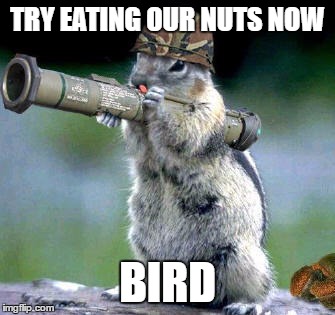 Bazooka Squirrel | TRY EATING OUR NUTS NOW; BIRD | image tagged in memes,bazooka squirrel | made w/ Imgflip meme maker