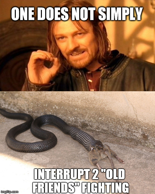 One does not simply, taken to a new level. | ONE DOES NOT SIMPLY; INTERRUPT 2 "OLD FRIENDS" FIGHTING | image tagged in snakes,rats,old friends | made w/ Imgflip meme maker
