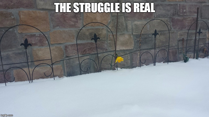 THE STRUGGLE IS REAL | image tagged in struggle for spring | made w/ Imgflip meme maker