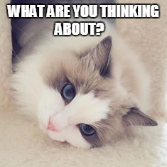 what are you thinking about | WHAT ARE YOU THINKING ABOUT? | image tagged in kitty meme | made w/ Imgflip meme maker
