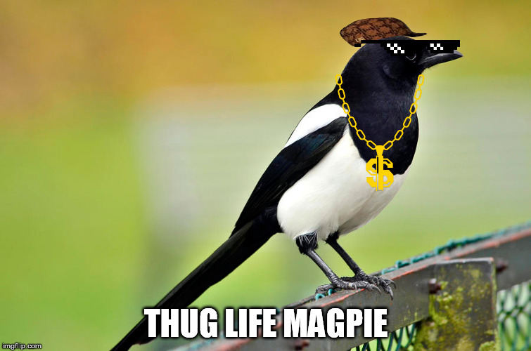THUG LIFE MAGPIE | made w/ Imgflip meme maker