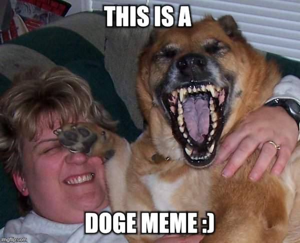 laughing dog | THIS IS A DOGE MEME :) | image tagged in laughing dog | made w/ Imgflip meme maker
