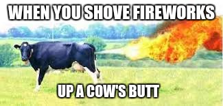 Cow backfire | WHEN YOU SHOVE FIREWORKS; UP A COW'S BUTT | image tagged in cow,fireworks | made w/ Imgflip meme maker