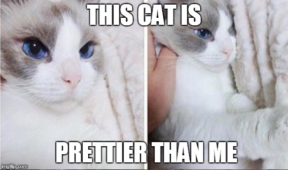 THIS CAT IS; PRETTIER THAN ME | made w/ Imgflip meme maker