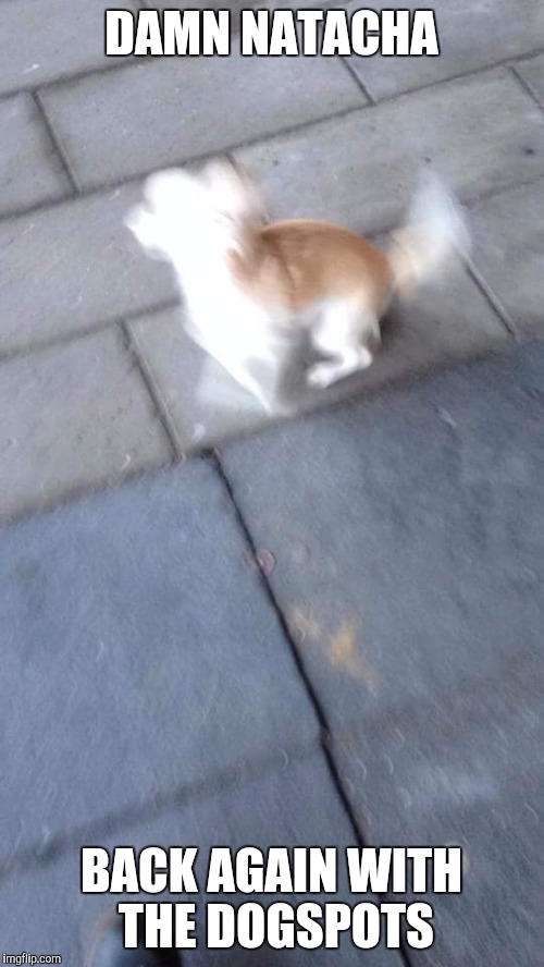 Dog | DAMN NATACHA; BACK AGAIN WITH THE DOGSPOTS | image tagged in dog | made w/ Imgflip meme maker