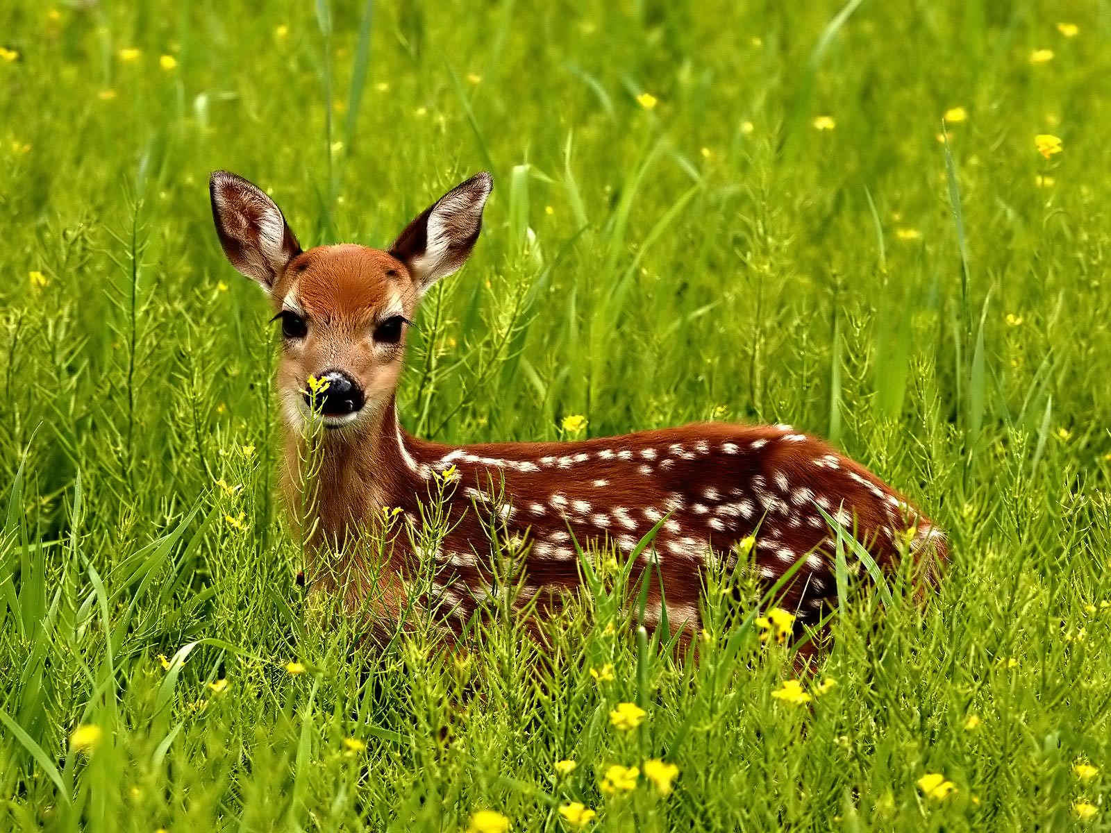 Baby deer Blank Meme Template