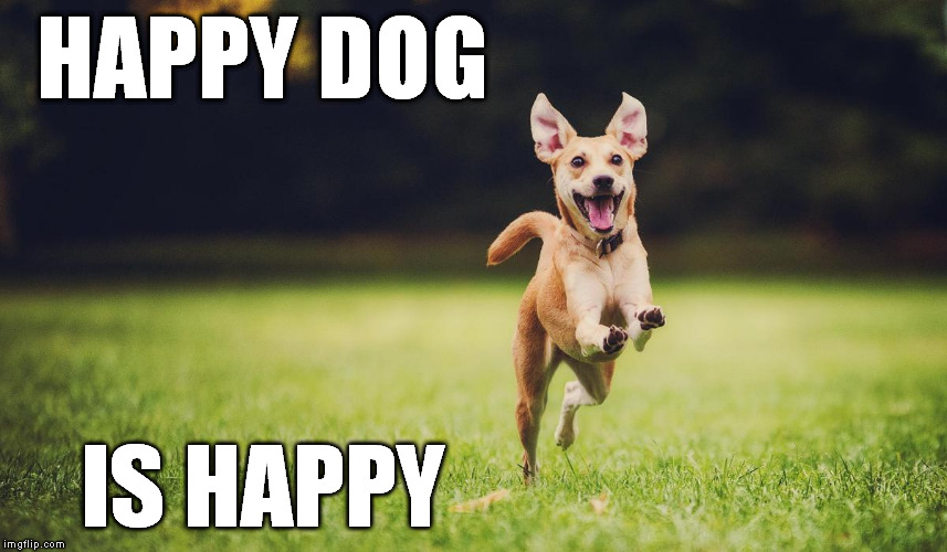 Happy Dog | HAPPY DOG; IS HAPPY | image tagged in happy,dog,happy dog | made w/ Imgflip meme maker