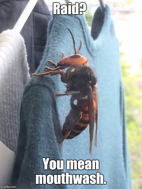 The Giant Asian Hornet is coming out of hibernation. This has not been photo shopped. | Raid? You mean mouthwash. | image tagged in hornet | made w/ Imgflip meme maker
