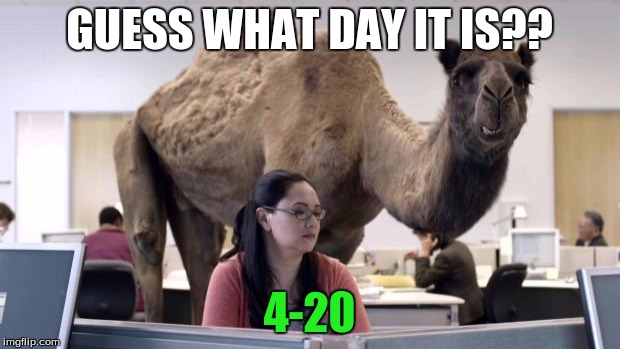 happy 420 yall | GUESS WHAT DAY IT IS?? 4-20 | image tagged in hump day | made w/ Imgflip meme maker