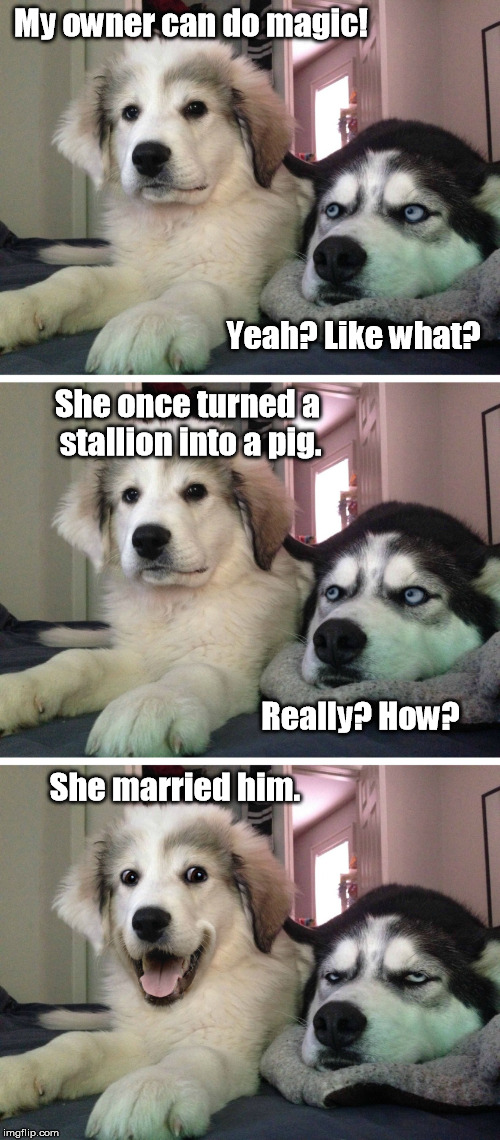 You might say she made a 'spelling error.' | My owner can do magic! Yeah? Like what? She once turned a stallion into a pig. Really? How? She married him. | image tagged in bad pun dogs,memes,funny memes,pig,stallion,magic | made w/ Imgflip meme maker