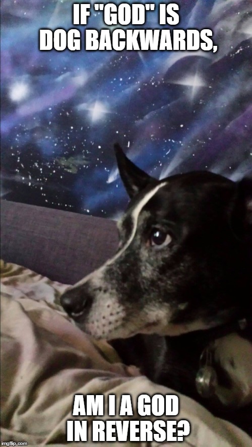 Pondering Pooch |  IF "GOD" IS DOG BACKWARDS, AM I A GOD IN REVERSE? | image tagged in pondering pooch | made w/ Imgflip meme maker