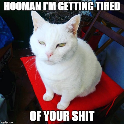 Tired of your shit | HOOMAN I'M GETTING TIRED; OF YOUR SHIT | image tagged in grumpy,shit,tired,hooman | made w/ Imgflip meme maker