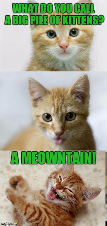 Bad Pun Cat |  WHAT DO YOU CALL A BIG PILE OF KITTENS? A MEOWNTAIN! | image tagged in bad pun cat,puns,meow,mountain | made w/ Imgflip meme maker
