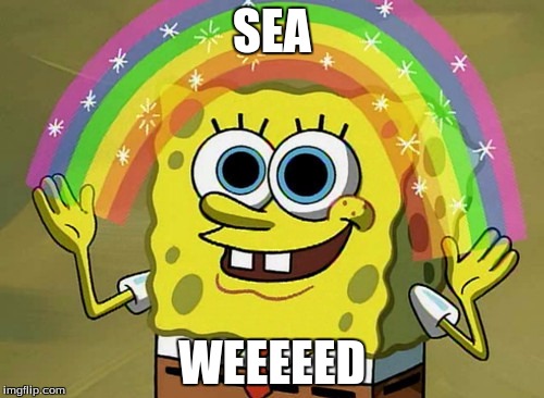 Imagination Spongebob | SEA; WEEEEED | image tagged in memes,imagination spongebob | made w/ Imgflip meme maker