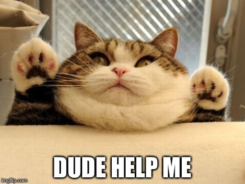 DUDE HELP ME | image tagged in cat | made w/ Imgflip meme maker
