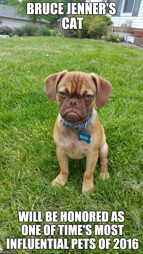 Earl The Grumpy Dog | BRUCE JENNER'S CAT; WILL BE HONORED AS ONE OF TIME'S MOST INFLUENTIAL PETS OF 2016 | image tagged in earl the grumpy dog | made w/ Imgflip meme maker