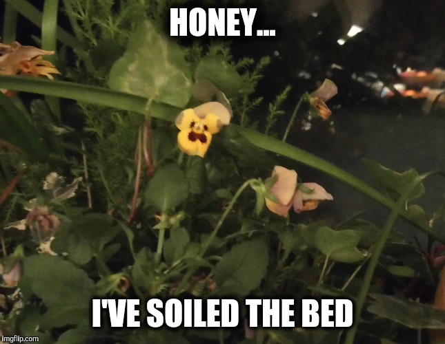  HONEY... I'VE SOILED THE BED | made w/ Imgflip meme maker