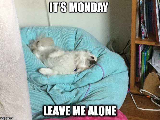 AAAAAAAAUUHHHH Mondays  | IT'S MONDAY; LEAVE ME ALONE | image tagged in dog,monday | made w/ Imgflip meme maker