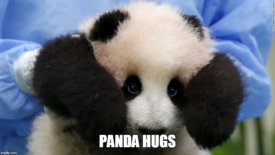 Cute Panda | PANDA HUGS | image tagged in cute panda | made w/ Imgflip meme maker