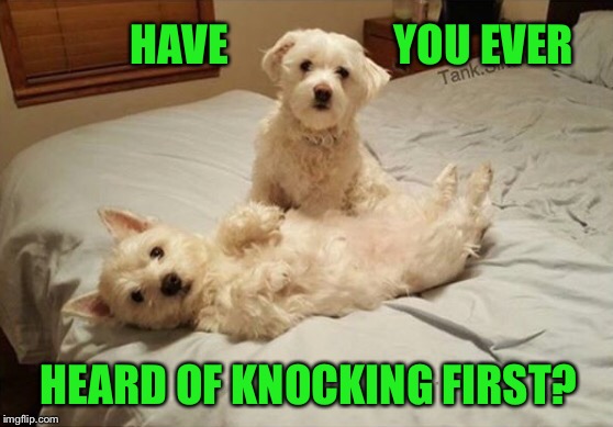 Busted! | HAVE                   YOU EVER; HEARD OF KNOCKING FIRST? | image tagged in dogs on bed,memes,funny memes | made w/ Imgflip meme maker