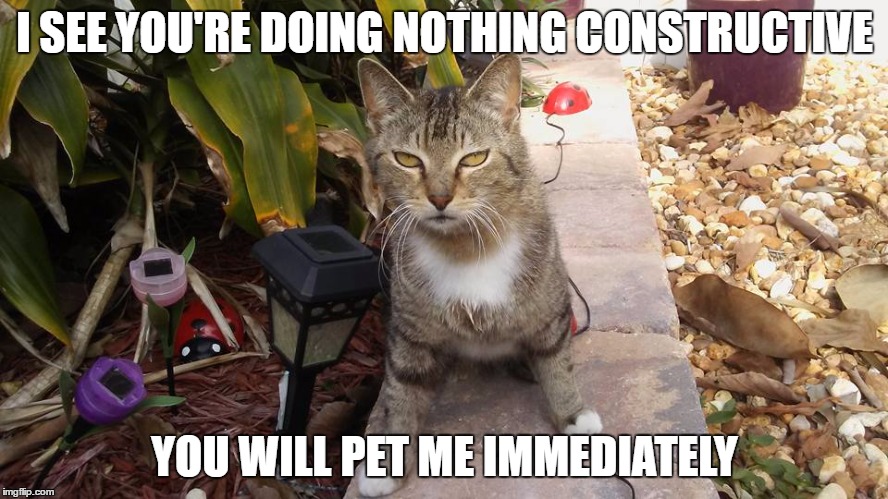 Indifferent Cat | I SEE YOU'RE DOING NOTHING CONSTRUCTIVE; YOU WILL PET ME IMMEDIATELY | image tagged in indifferent cat | made w/ Imgflip meme maker