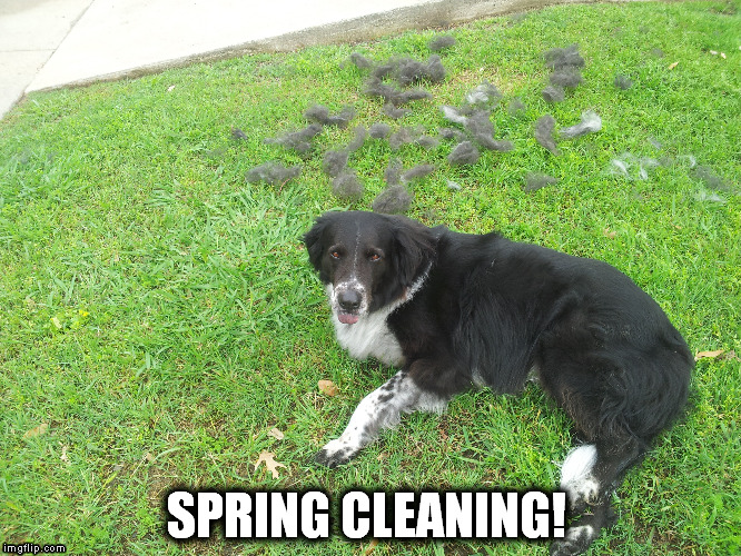 Spring Cleaning! | SPRING CLEANING! | image tagged in spring cleaning | made w/ Imgflip meme maker