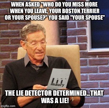 Maury Lie Detector Meme | WHEN ASKED "WHO DO YOU MISS MORE WHEN YOU LEAVE, YOUR BOSTON TERRIER OR YOUR SPOUSE?" YOU SAID "YOUR SPOUSE"; THE LIE DETECTOR DETERMINED...THAT WAS A LIE! | image tagged in memes,maury lie detector | made w/ Imgflip meme maker