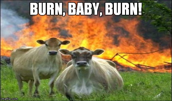 Cows gonna riot! | BURN, BABY, BURN! | image tagged in meme,funny,cows,fire,riot | made w/ Imgflip meme maker