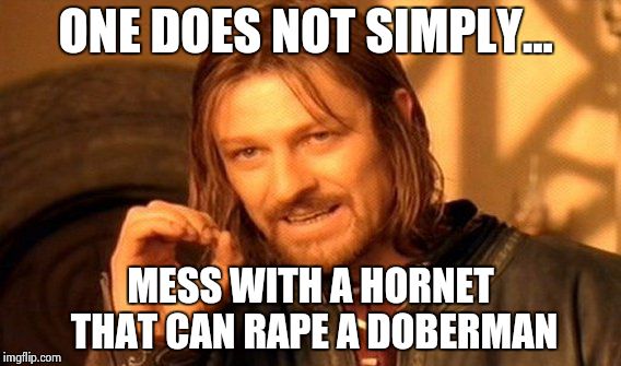 One Does Not Simply Meme | ONE DOES NOT SIMPLY... MESS WITH A HORNET THAT CAN **PE A DOBERMAN | image tagged in memes,one does not simply | made w/ Imgflip meme maker