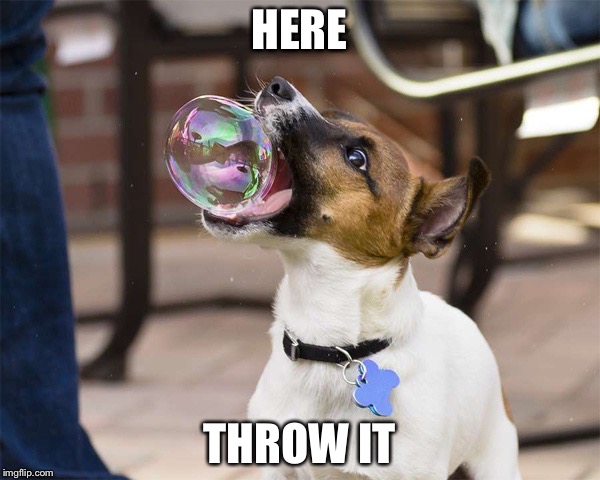 Fetching bubbles | HERE; THROW IT | image tagged in bubble fetch,memes | made w/ Imgflip meme maker