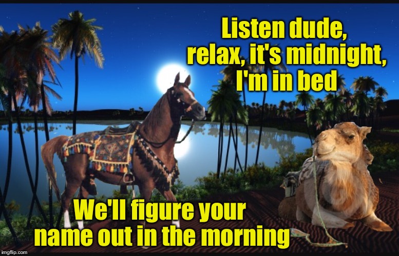 1970's name them tunes | Listen dude, relax, it's midnight, I'm in bed; We'll figure your name out in the morning | image tagged in memes,funny,desert,oasis,camel,horse | made w/ Imgflip meme maker