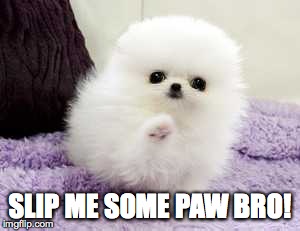 Pomeranian Puppy High Five | SLIP ME SOME PAW BRO! | image tagged in high five,pomeranian,puppy,fluffy | made w/ Imgflip meme maker